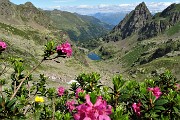 Al Lago Rotondo di Trona e sul Pizzo Paradiso, solo in compagnia degli stambecchi l’8 luglio 2019- FOTOGALLERY